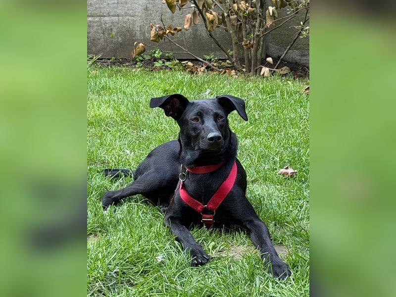 ♥SHADOW♥ verliert sein Zuhause bei Köln - süßer, verschmuster und temperamentvoller Junior 49cm
