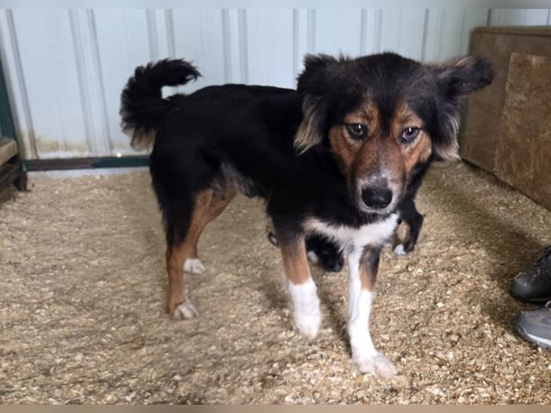♥SALOME♥ neu auf Pflegestelle bei Leverkusen - bildhübsche, sensible, kluge Hundemama 49cm