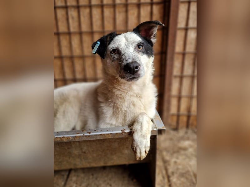 ♥KOBOLD♥ hübscher, sehr lieber Rüde 45 cm - wer schenkt ihm ein Zuhause?