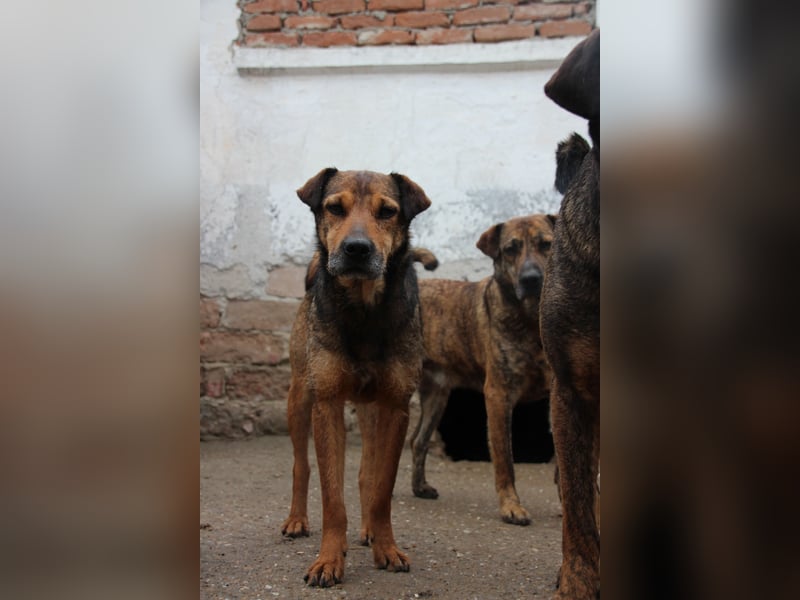 ⭐️ZITA⭐️, treue Seele, Hündin, 4 Jahre, 44 cm, Mischling, Tierschutz Rumänien