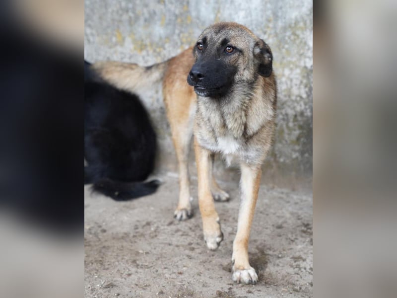 ⭐️TASCHA⭐️, liebes Hundemädchen, 1 Jahr, 50 cm, Mischling, Tierschutz Rumänien