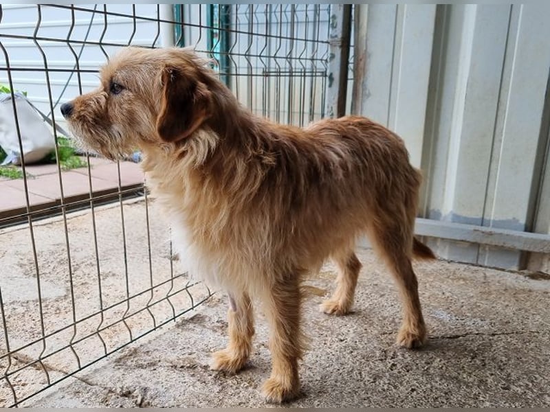 ♥CHUPPY♥ wunderbarer, feinfühliger Rüde - ein echter Hingucker 42 cm