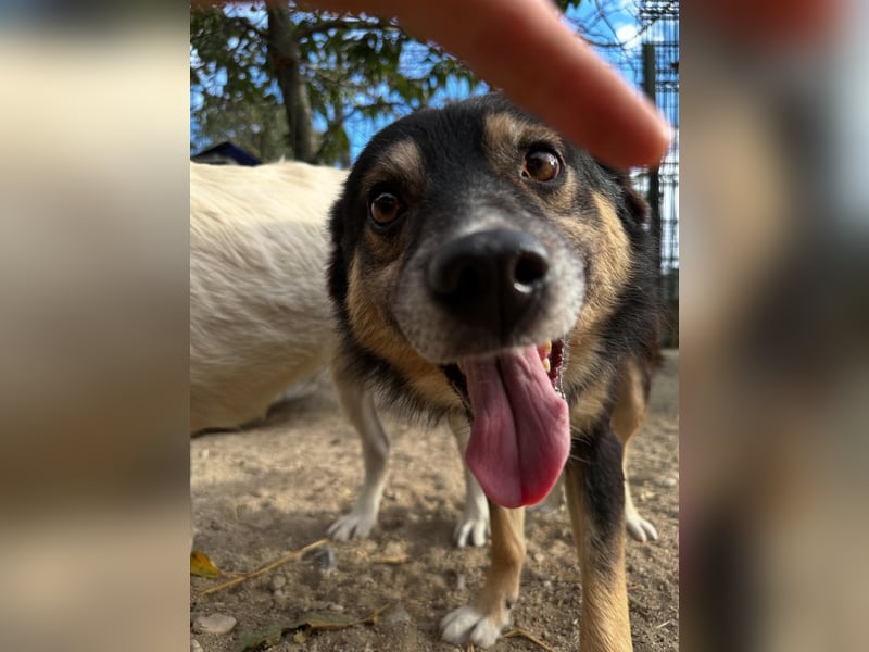 ⭐️SAERO⭐️, idealer Familienhund, Rüde, 4,5 Jahre, 46 cm, Mischling, Tierschutz Rumänien