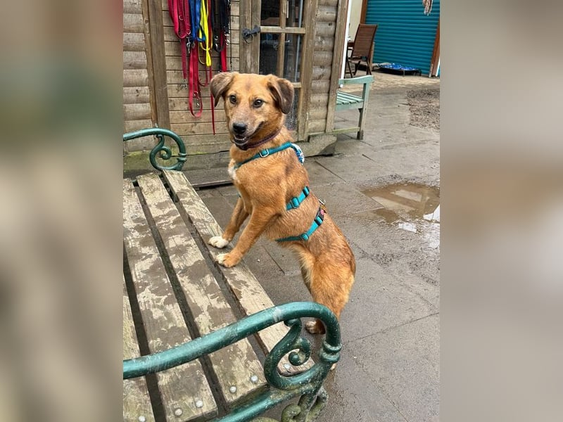 ♥BECKY♥ auf Pflegestelle in Köln - zuckersüße, hübsche, noch vorsichtige Hündin 45cm