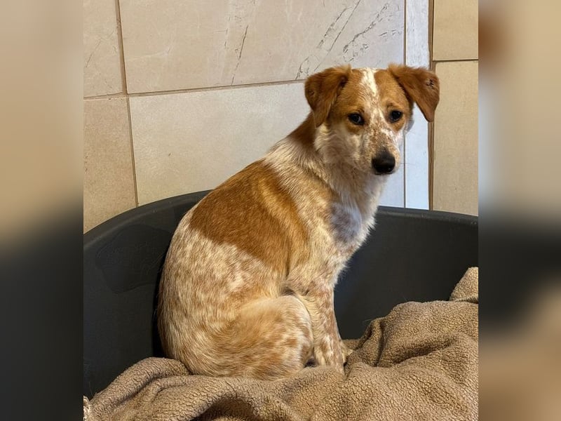 ♥LUZ♥ neu auf Pflegestelle bei Köln - süße, wunderschöne, noch zurückhaltende Junghündin 41 cm