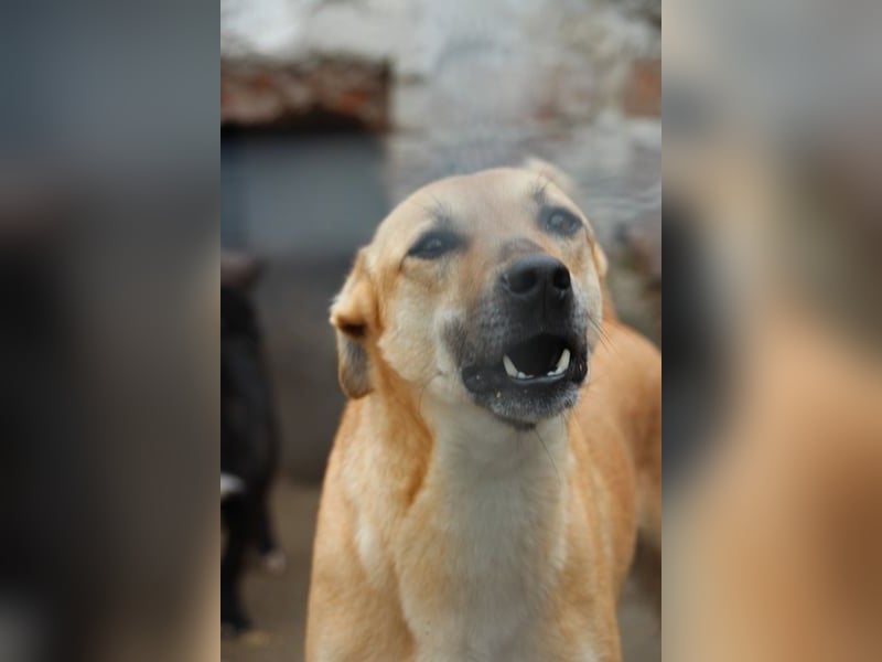 ⭐️PIRA⭐️, sanfte Hündin, 3,5 Jahre, 46 cm, Mischling, Tierschutz Rumänien