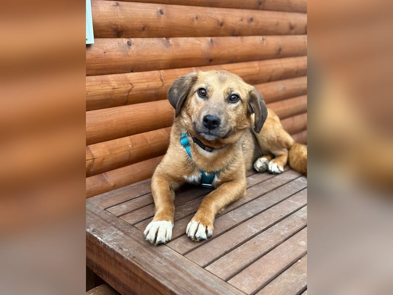 ♥BECKY♥ auf Pflegestelle in Köln - zuckersüße, hübsche, noch vorsichtige Hündin 45cm