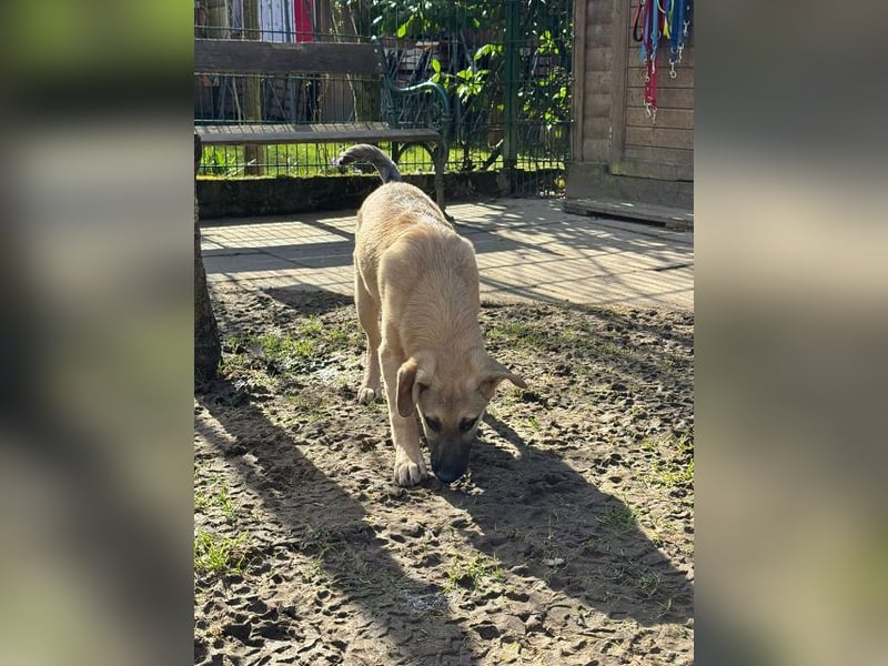 ♥DIDI♥ auf Pflegestelle bei Köln - bezaubernder, verspielter Welpenjunge 44cm - wird mittelgroß