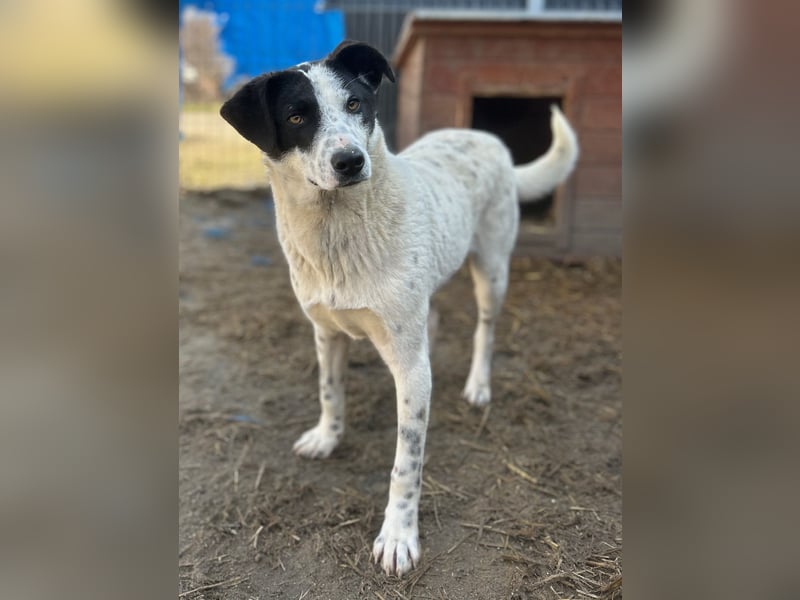 ⭐️SNOW⭐️, Herzensbrecher, Rüde, 1,5 Jahre, 50cm, Mischling, Tierschutz Rumänien