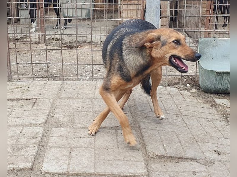 ♥MALAIKA♥ wunderschöne, fröhliche, aktive Junghündin mit ganz viel Charme 50 cm