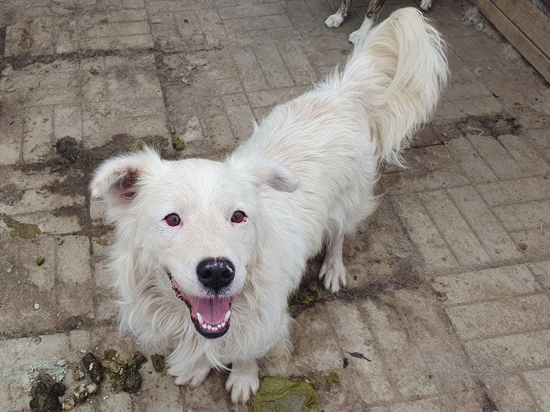 ♥SIRIUS♥ fröhlicher, sehr aufgeschlossener, lebhafter Hundebub mit wunderschönem Langhaar 41 cm