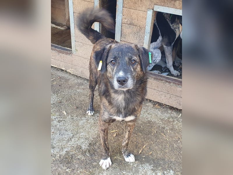 ♥RUSTY♥ unfassbar verschmuster und kuschelbedürftiger, wunderschöner, gestromter Rüde 49 cm