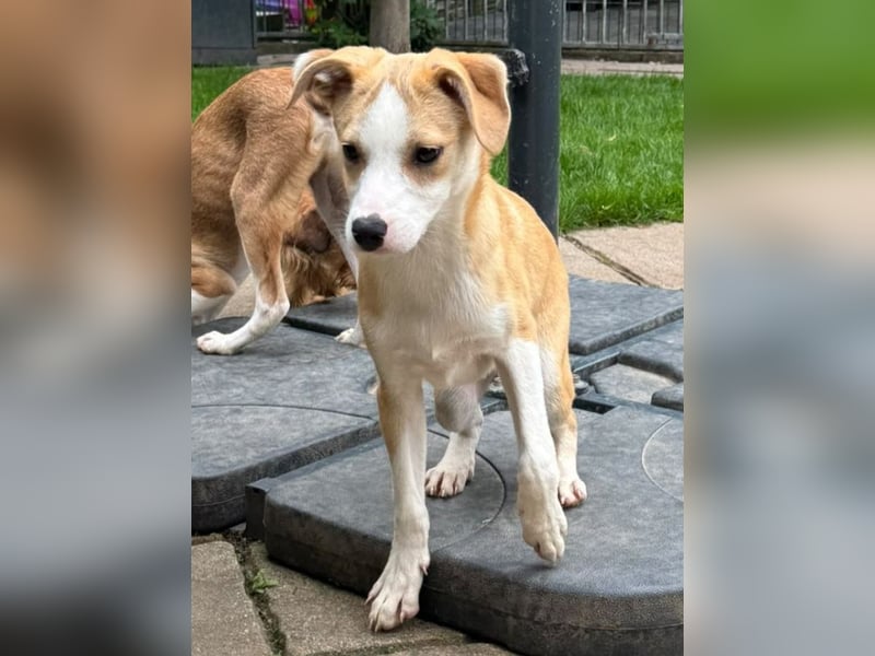 ♥HANNES♥ auf Pflegestelle bei Köln - verspielter, sanfter und ausgeglichener Schatz 46cm (wachsend)