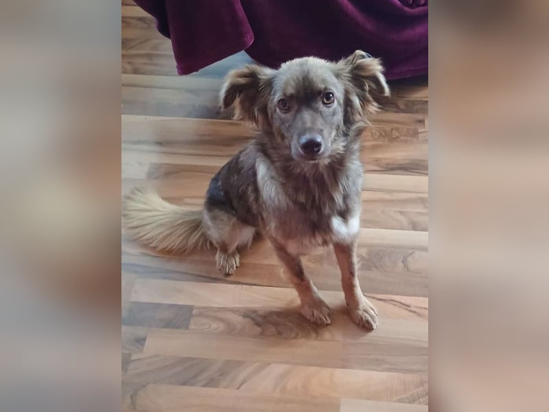 ♥BRUNJA♥ verliert ihr Zuhause bei Köln - ganz menschenbezogene, aktive Junghündin 45cm
