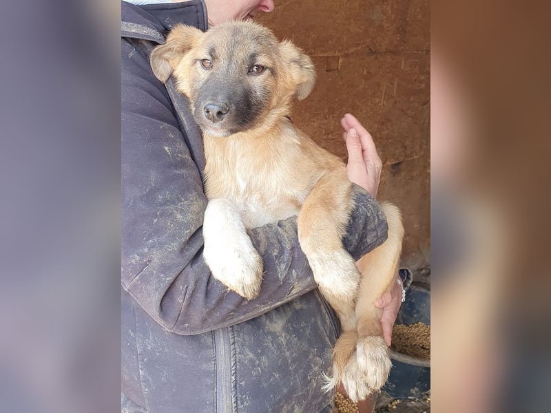 ♥LORD♥ ganz niedlicher,sehr lieber Junghund,der in einem dunklen Zwinger hocken muss 39cm (wachsend)