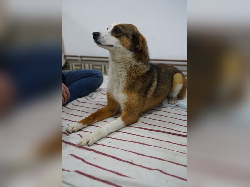 ⭐️FELIPA⭐️,  goldiger Hauptgewinn, Hündin, 1 Jahr, 44 cm, Mischling, Tierschutz Rumänien