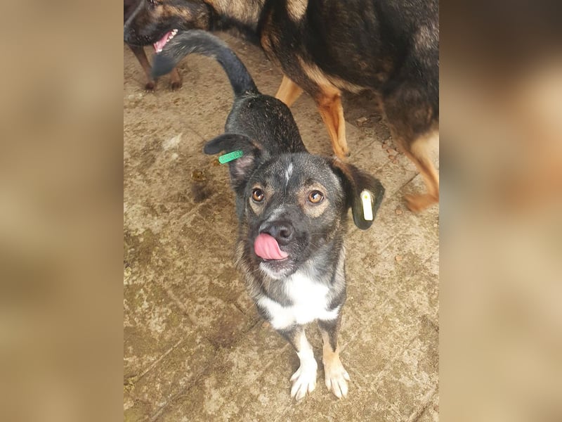 ♥HEIKO♥ zarter, ganz verschmuster und menschenbezogener Jungrüde 49 cm