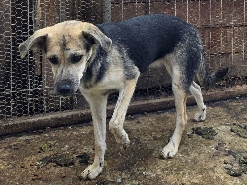 ♥ROXANA♥ wunderschöne, neugierige, liebevolle Juniorin 45 cm