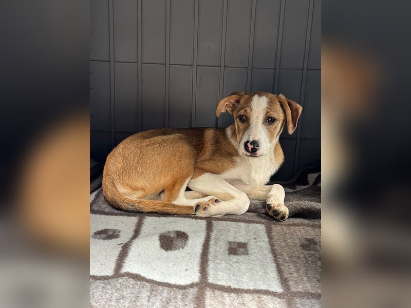 ♥HANJO♥ neu auf Pflegestelle bei Köln - zuckersüßer, sehr zutraulicher Welpe 49cm (wachsend)