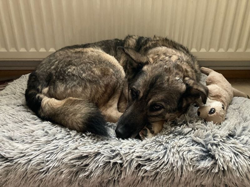 ♥LONKA♥ auf Pflegestelle in Köln - wunderschöne, verschmuste Hündin 42 cm