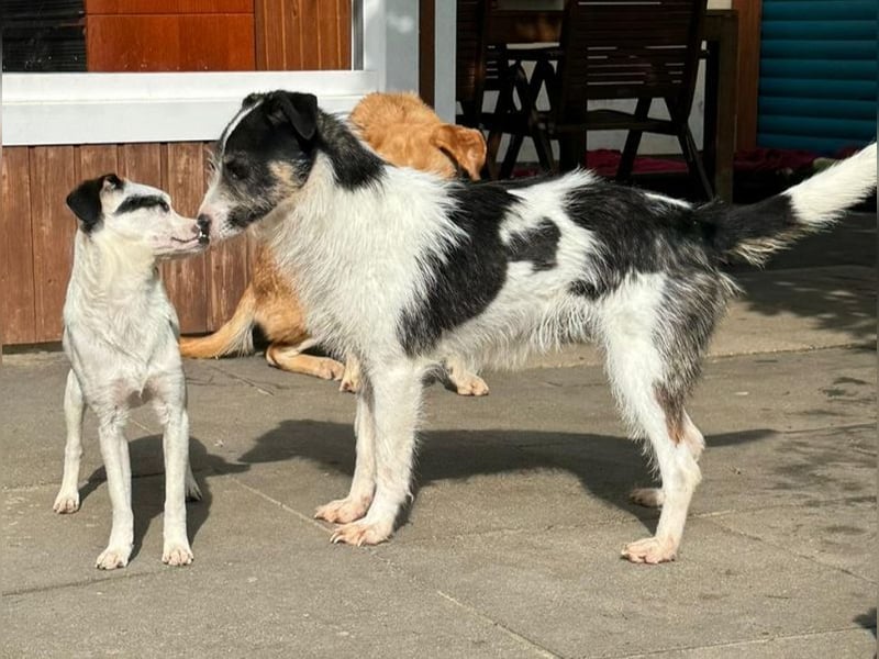 ♥FLORENCE♥ neu auf Pflegestelle in Köln - bezaubernde, anfangs noch vorsichtige Hündin 47 cm