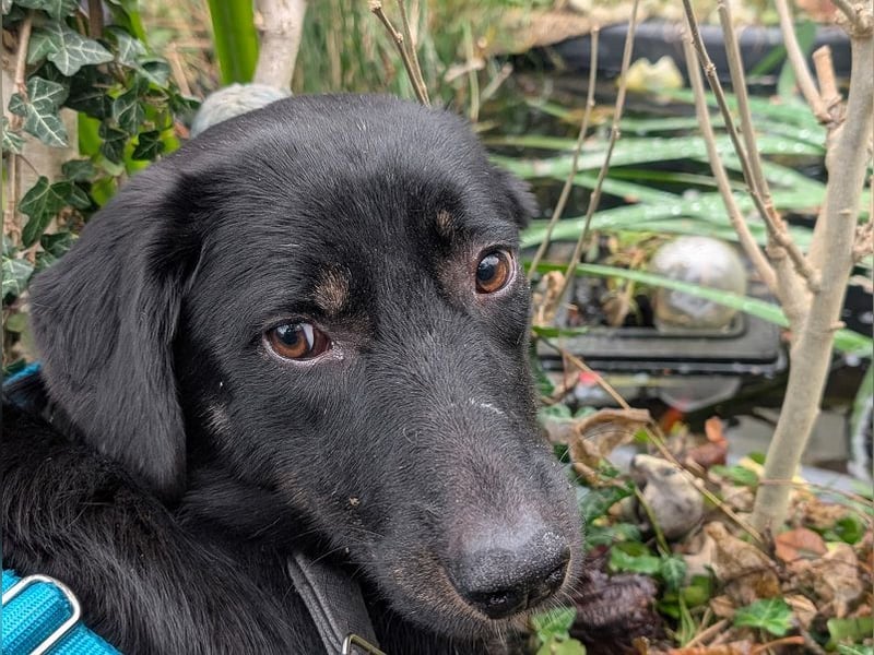 ♥MARIA♥ auf Pflegestelle bei Köln - süße, noch ängstliche, ganz liebe Junghündin 43 cm