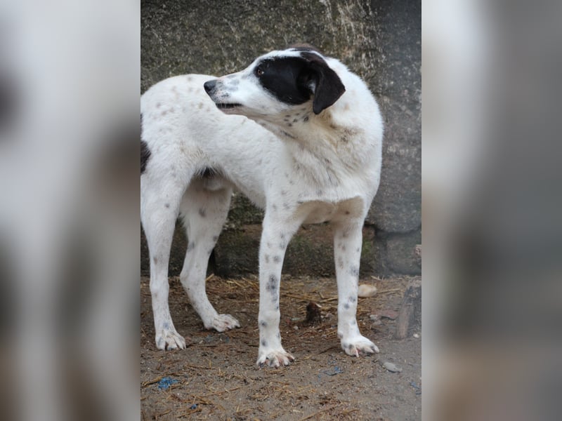 ⭐️SNOW⭐️, Herzensbrecher, Rüde, 1,5 Jahre, 50cm, Mischling, Tierschutz Rumänien