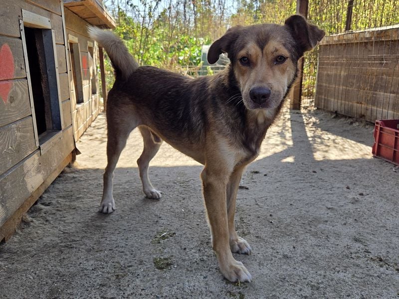 ♥CODY♥ wunderschöner tricolor-farbener, anhänglicher, sportlicher Rüde 45 cm