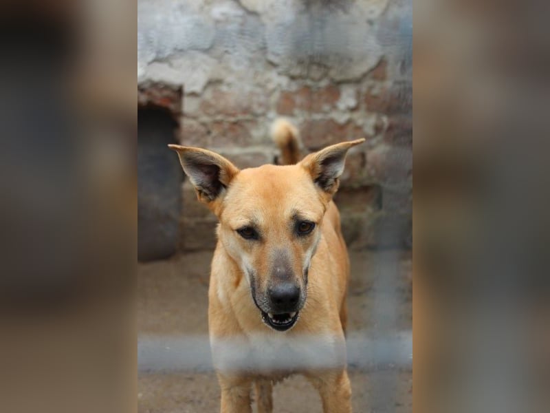 ⭐️PIRA⭐️, sanfte Hündin, 3,5 Jahre, 46 cm, Mischling, Tierschutz Rumänien