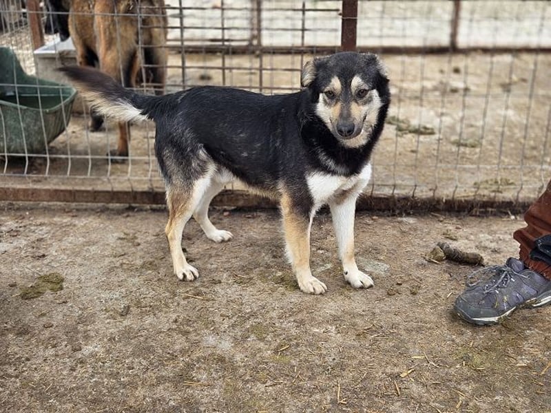 ♥MARLEY♥ süßer, anhänglicher, lieber Junghund voller Vertrauen 49 cm