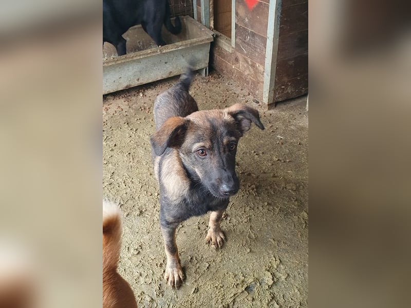 ♥ORLANDO♥ wunderschöner gestromter Jungrüde mit wundervollem Charakter 46 cm