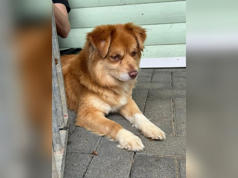 ♥BENNY♥ auf Pflegestelle bei Köln - süßer, ganz menschenbezogener Rüde 42cm