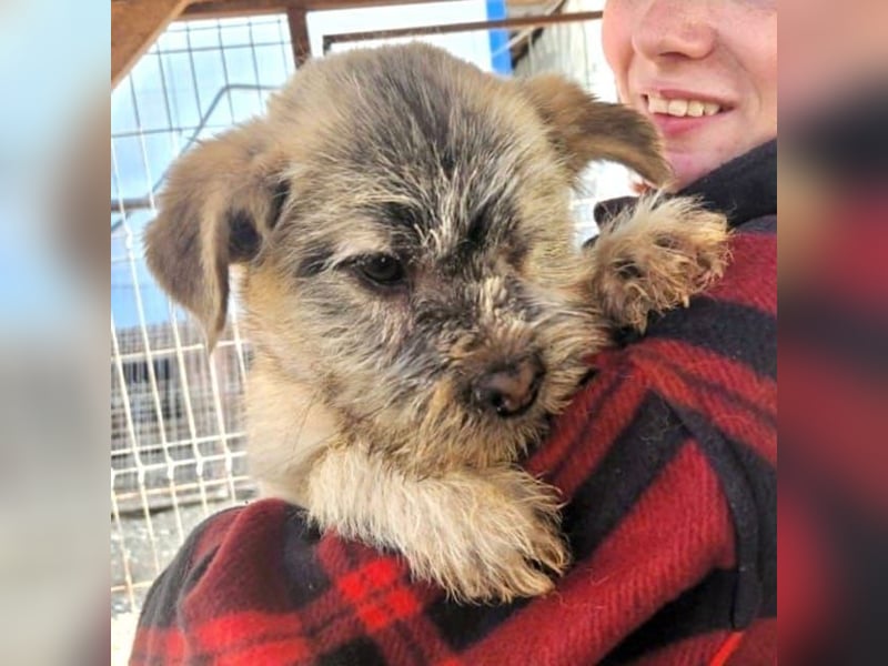 ♥NICK♥ zuckersüßer, zutraulicher Junghund, der aussieht wie ein Teddybär - mittelgroß