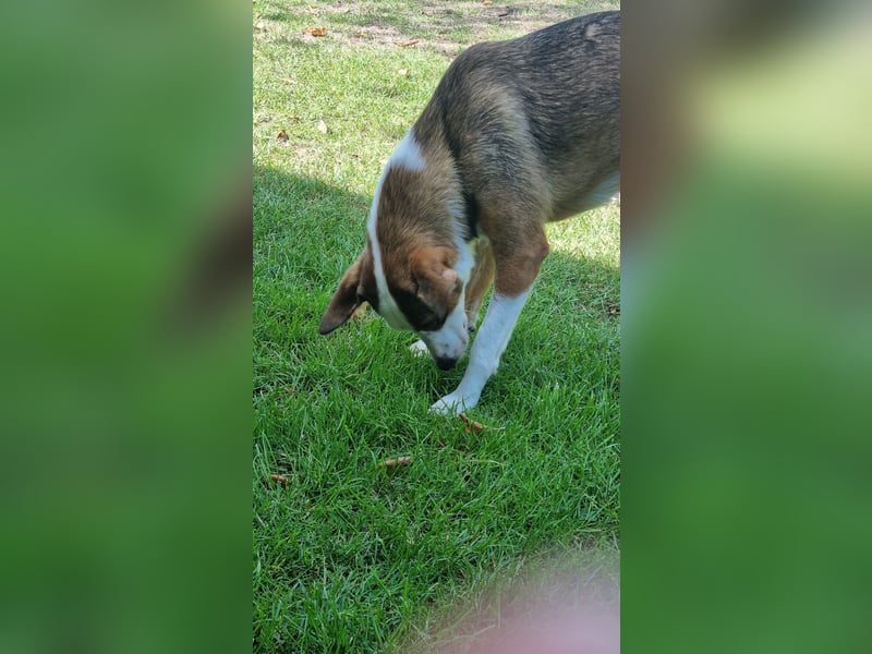 FELIPA, superlieber Sonnenschein, Pflegestelle Hennef, 44 cm, Tierschutz Rumänien