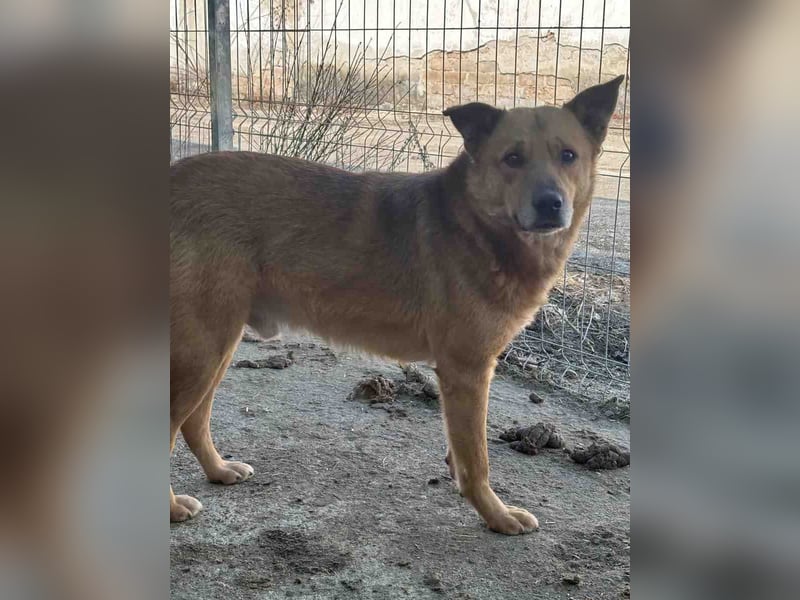 ⭐️FEIVEL⭐️, Rüde, 4,5 Jahre, 46 cm, Mischling, Tierschutz Rumänien