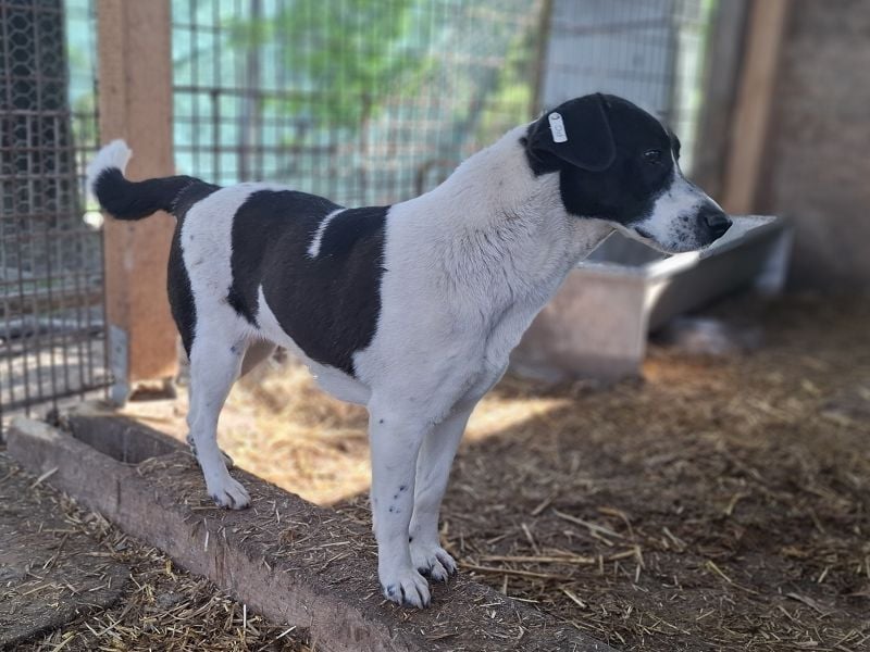 ♥AFRICA♥ zuckersüße, hübsche, noch unsichere Juniorin 42 cm