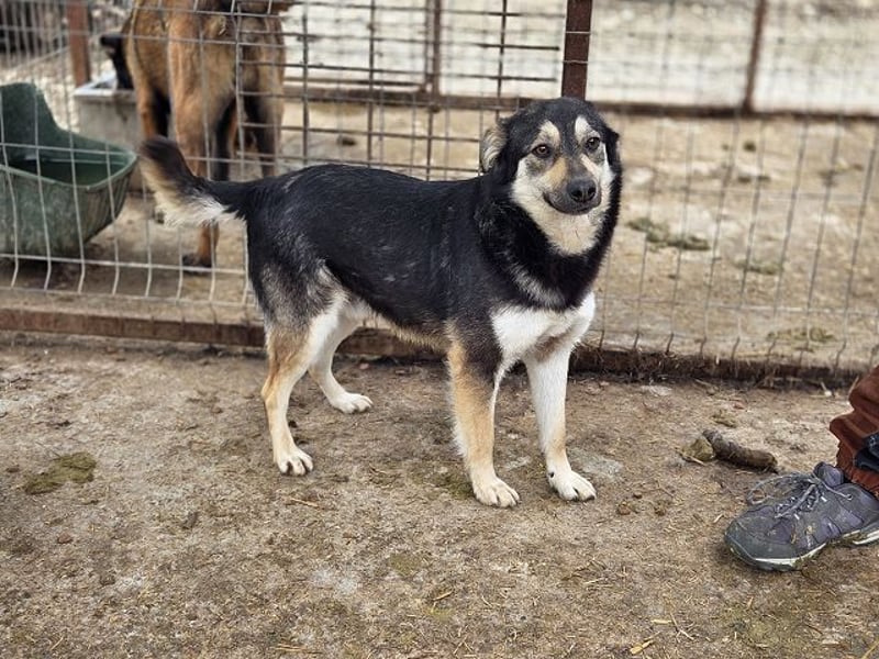 ♥MARLEY♥ süßer, anhänglicher, lieber Junghund voller Vertrauen 49 cm