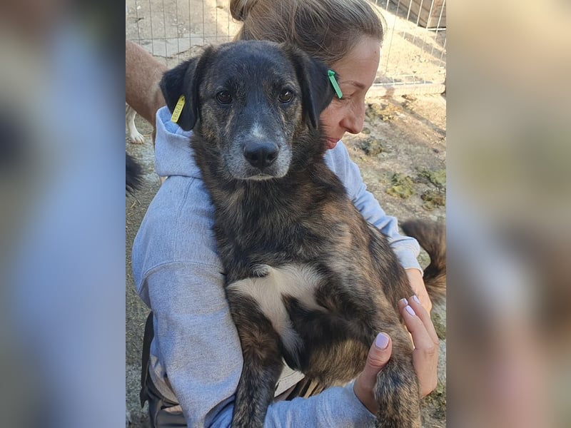 ♥RUSTY♥ unfassbar verschmuster und kuschelbedürftiger, wunderschöner, gestromter Rüde 49 cm