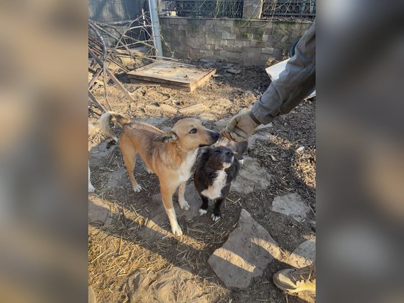 ⭐️Kimba⭐️, vorwitzige Hündin, 3,5 Jahre, 45 cm, Mischling, Tierschutz Rumänien