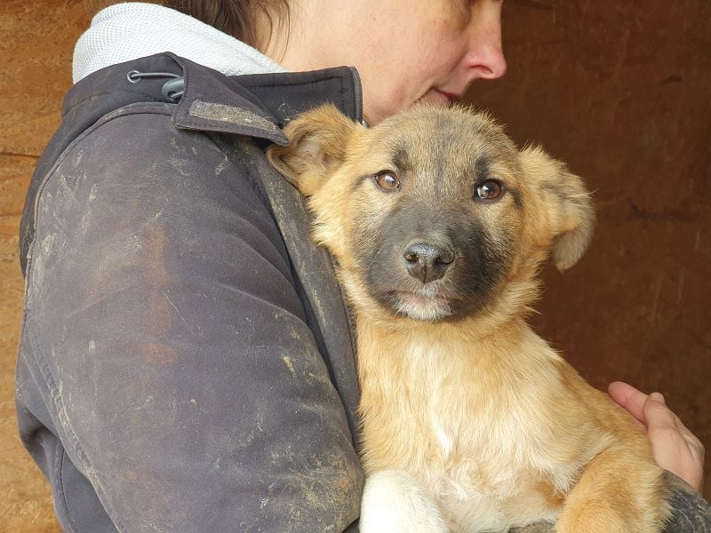 ♥LORD♥ ganz niedlicher,sehr lieber Junghund,der in einem dunklen Zwinger hocken muss 39cm (wachsend)