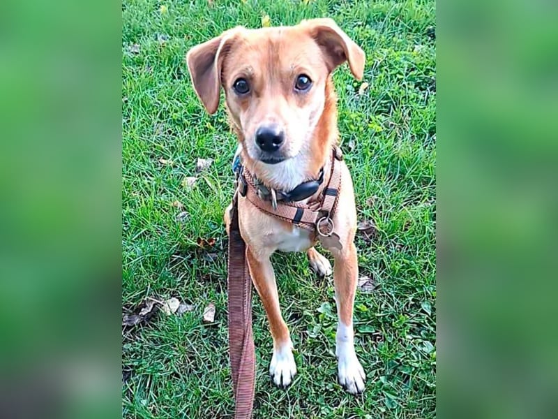 ♥PUMUCKL♥ auf Pflegestelle in Köln - zuckersüßer, kluger, sensibler, vorsichtiger Junghund 41 cm