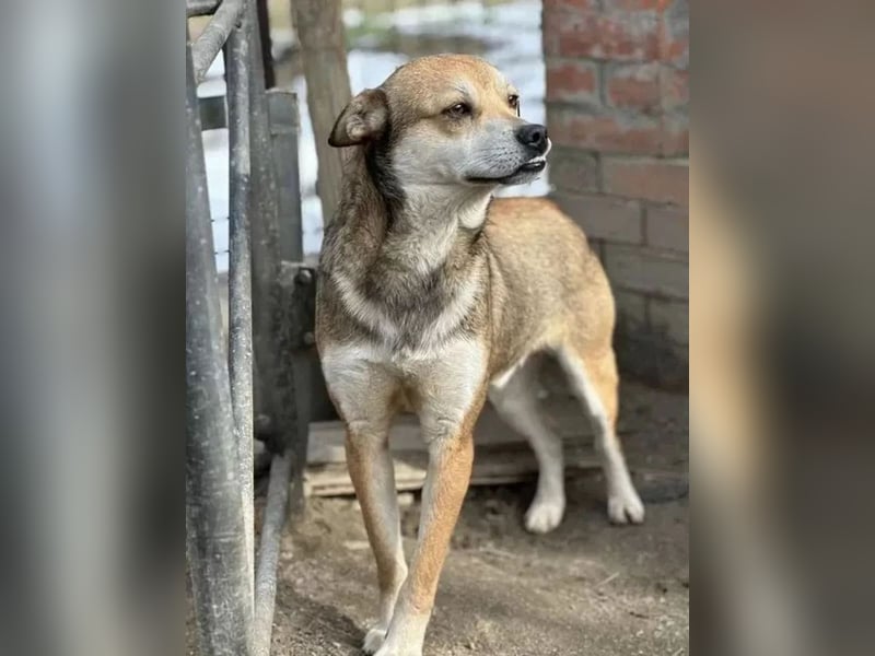 ⭐️KODA⭐️, vorsichtiger Rüde, 4,5 Jahre, 45 cm, Mischling, Tierschutz Rumänien