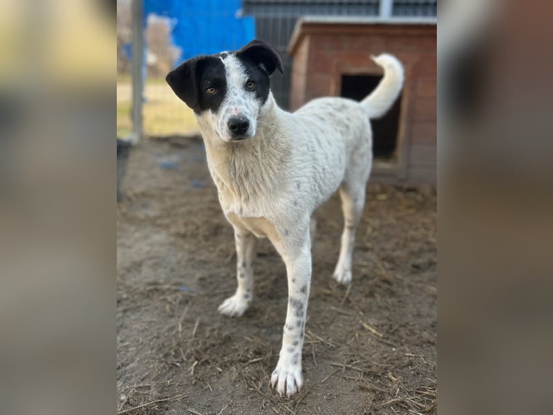 ⭐️SNOW⭐️, Herzensbrecher, Rüde, 1,5 Jahre, 50cm, Mischling, Tierschutz Rumänien