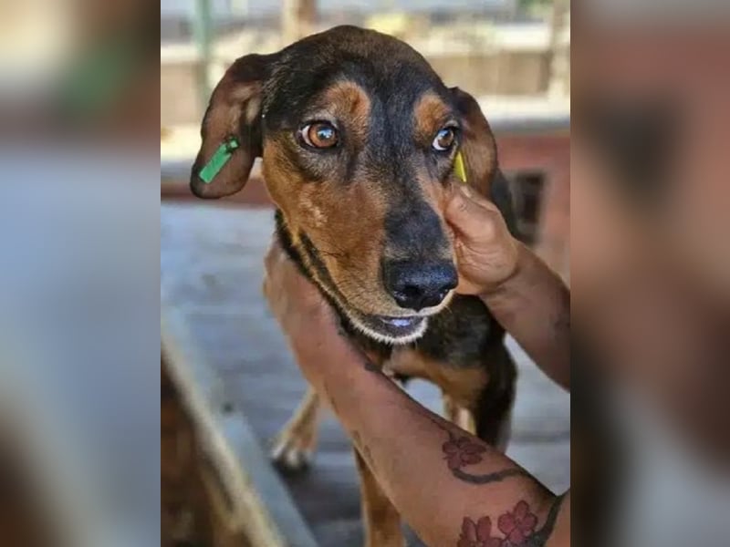 ♥GAROU♥ wunderschöner rotbraun-schwarzer, anhänglicher Rüde mit unglaublicher Lebensfreude 50 cm