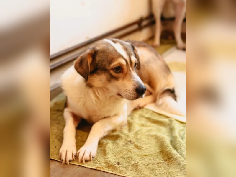 ⭐️TIMENTES⭐️, vorsichtige Hündin, 7 Jahre, 48 cm, Mischling, Tierschutz Rumänien