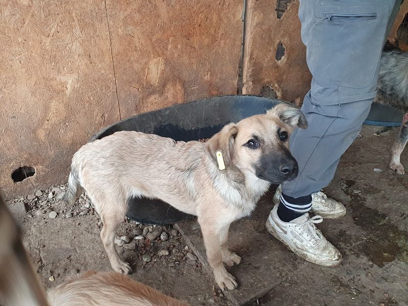 ♥LUKE♥ neu auf Pflegestelle bei Köln - süßer, charmanter, hübscher Bub 43cm (wachsend)