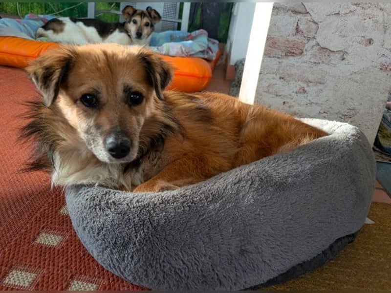 ♥DIDRIK♥ auf Pflegestelle bei Köln - süßer, lieber, dankbarer, blinder Purzel 45 cm