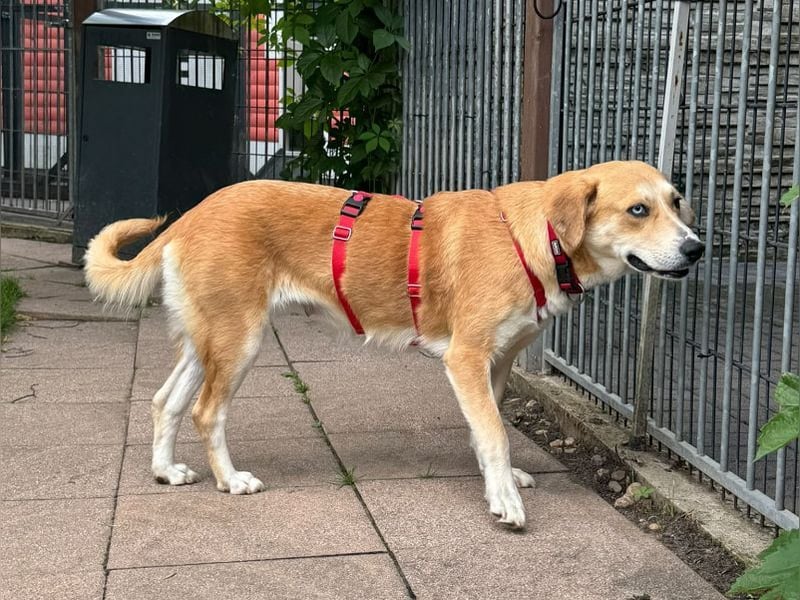 ♥ROMY♥ neu auf Pflegestelle bei Köln - wunderschöne, unglaublich verschmuste Traumhündin 50 cm