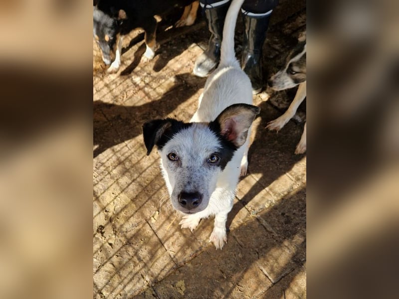 ♥KOBOLD♥ hübscher, sehr lieber Rüde 45 cm - wer schenkt ihm ein Zuhause?