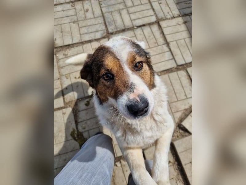 ♥PEPPINO♥ ganz verschmuster und menschenbezogener Rüde mit einer besonderen Fellzeichnung 50 cm